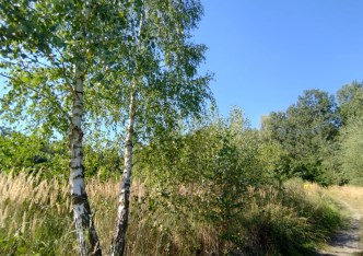 działka na sprzedaż - Rybnik