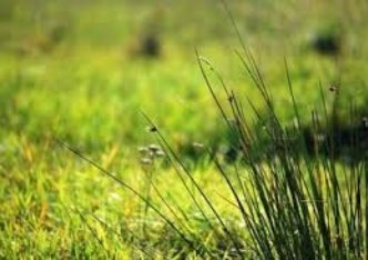 działka na sprzedaż - Rybnik, Kamień pod Rzędówką