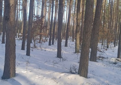 działka na sprzedaż - Szczutowo, Całownia